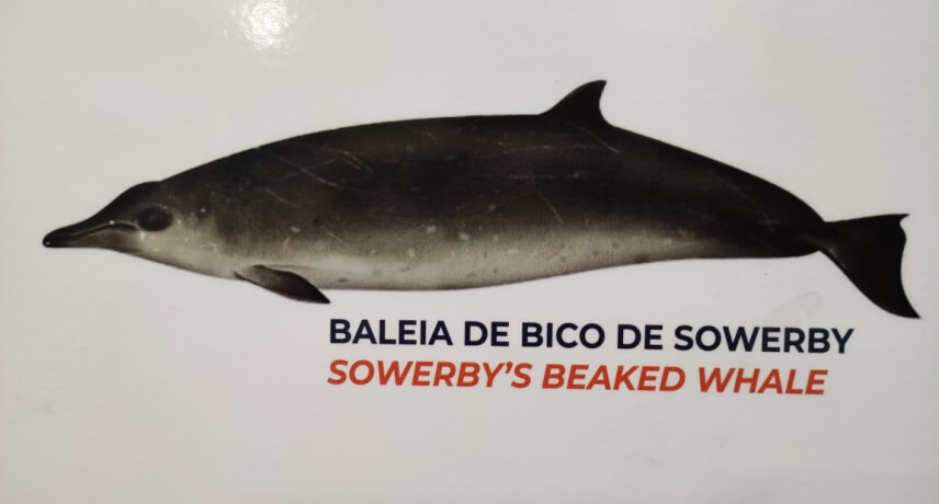 Baleia de Bico de Sowerby - Tipos de Baleias na Ilha da Madeira 